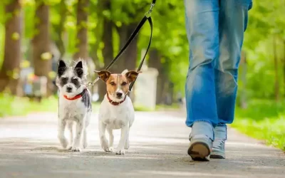 Pet’s Rescue France 🐶