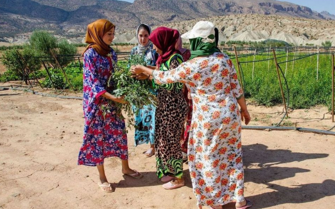 Développer l’agroforesterie à Taza au Maroc 🌿