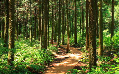 Régénérer la forêt de Saint-Privat en France 🌳